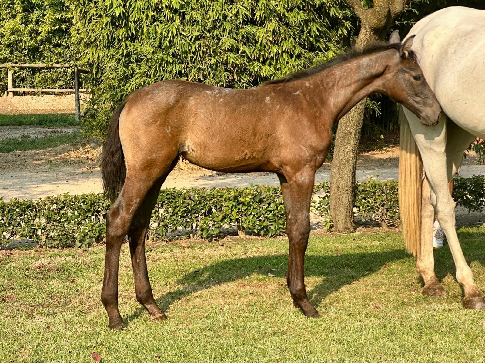 horse